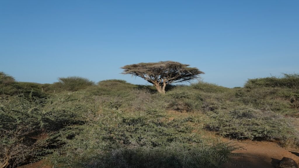 A lone tree in the middle of a field